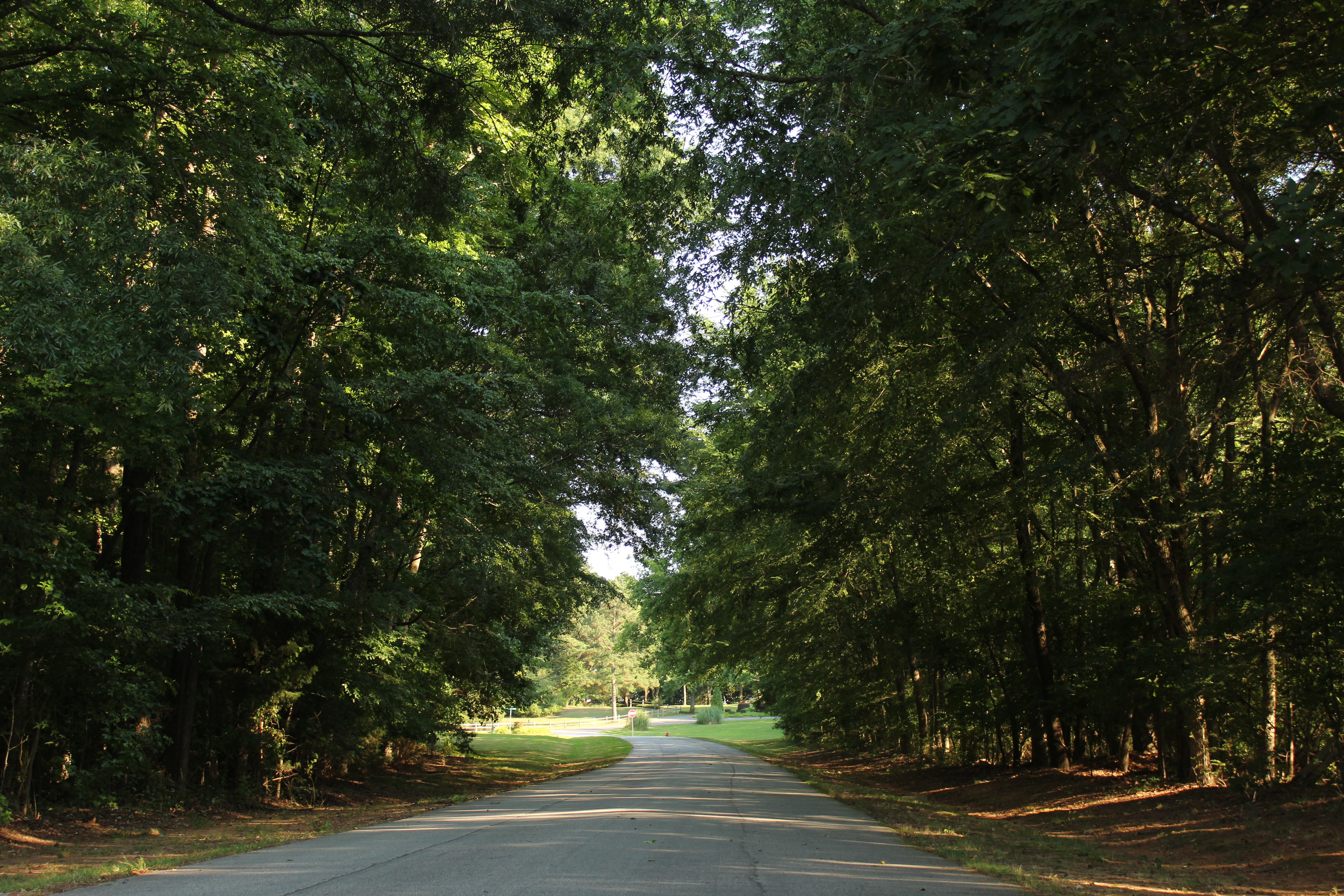 Treeline